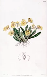 Erycina crest-galli (som syn. Oncidium iridifolium)